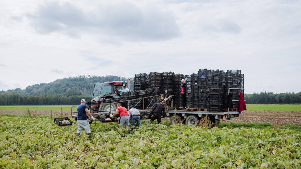 Kürbisernte mit Traktor und Anhänger