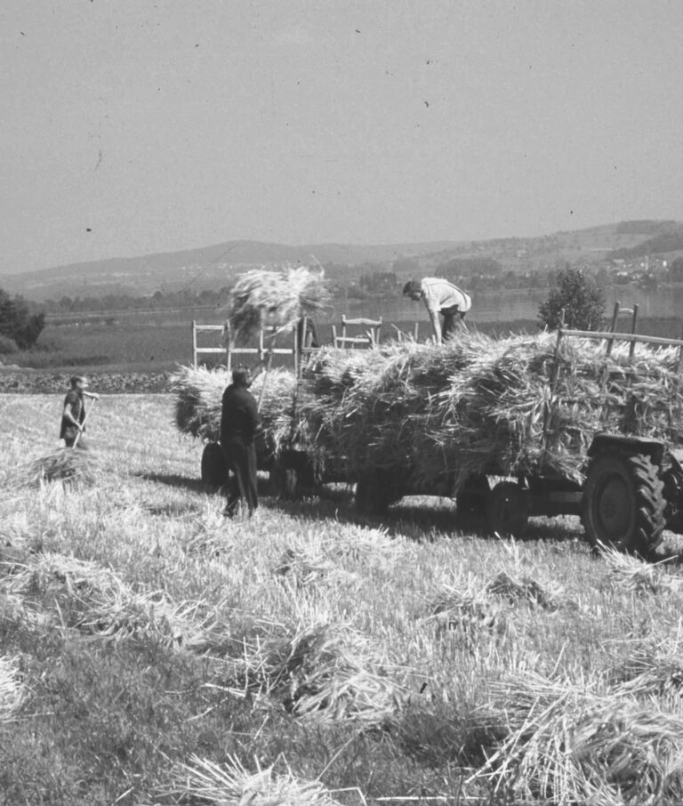 Heuwagen auf Feld