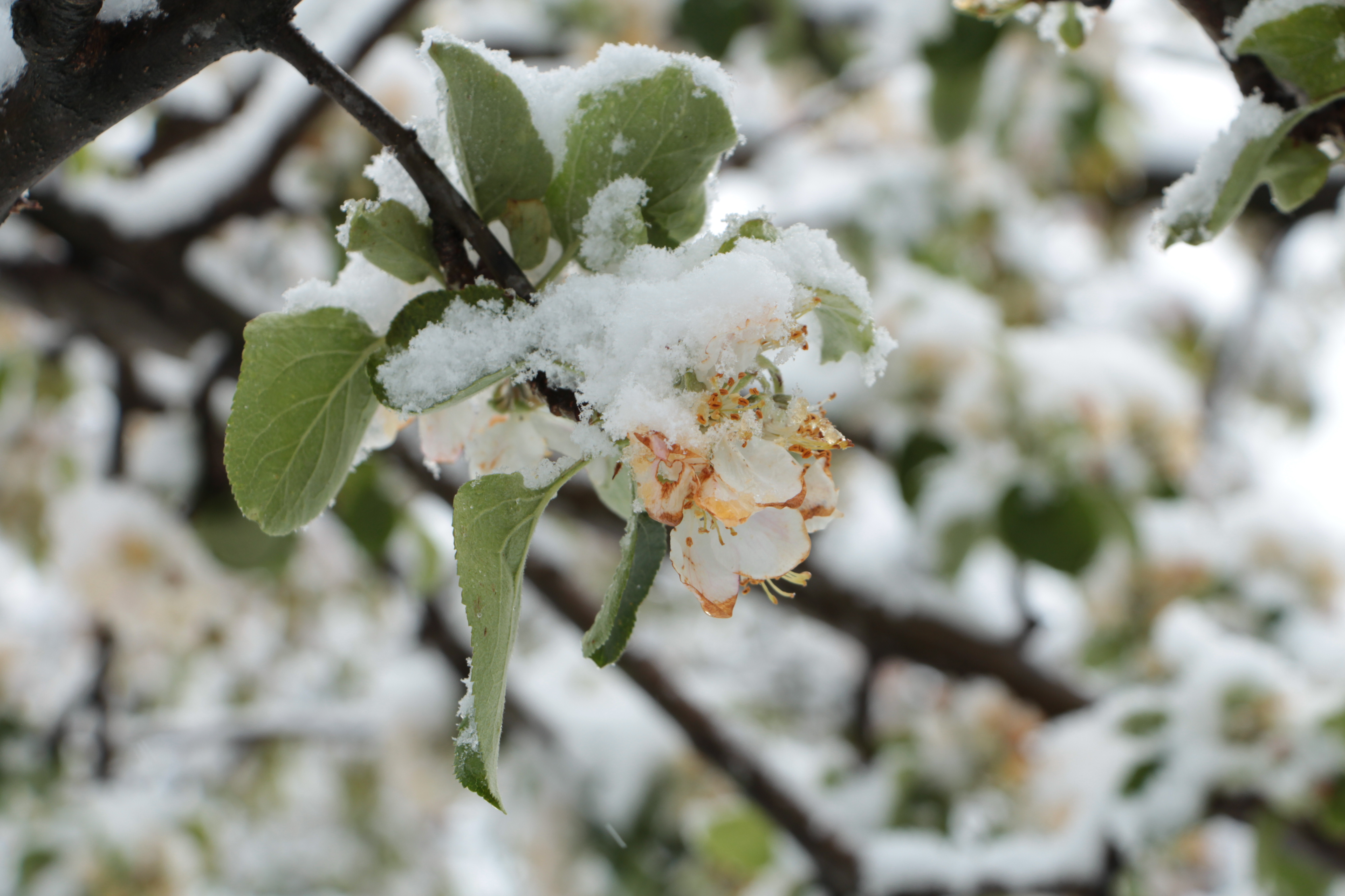 Kirschblüten Im Schnee