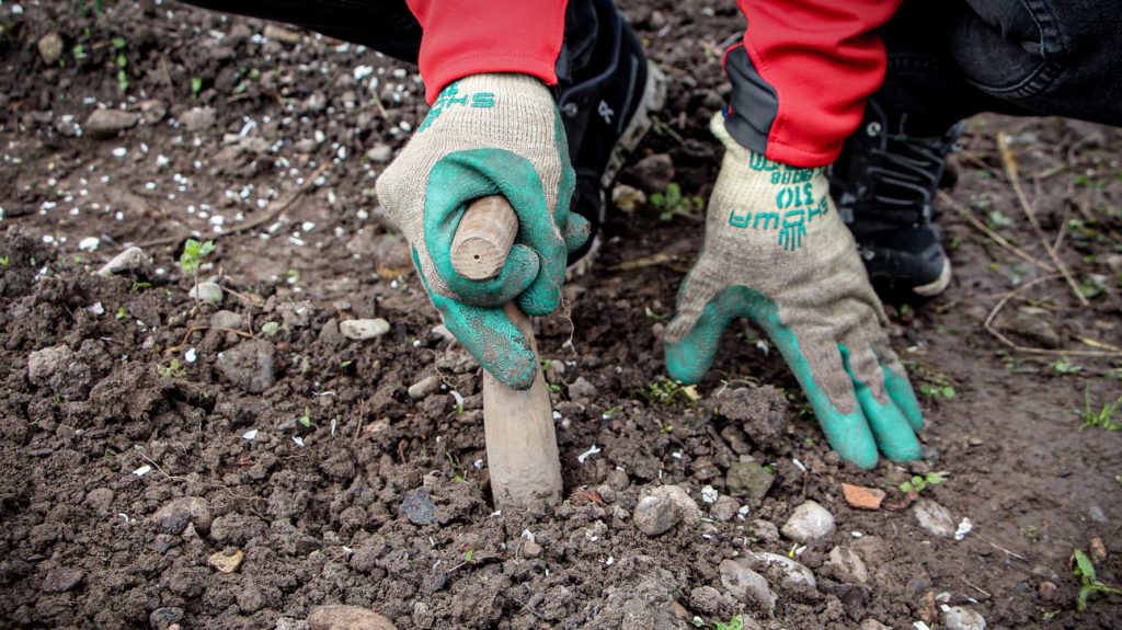 Tulpenzwiebeln Jetzt Setzen Wie Das Geht Jetzt Auf Farmticker Ch