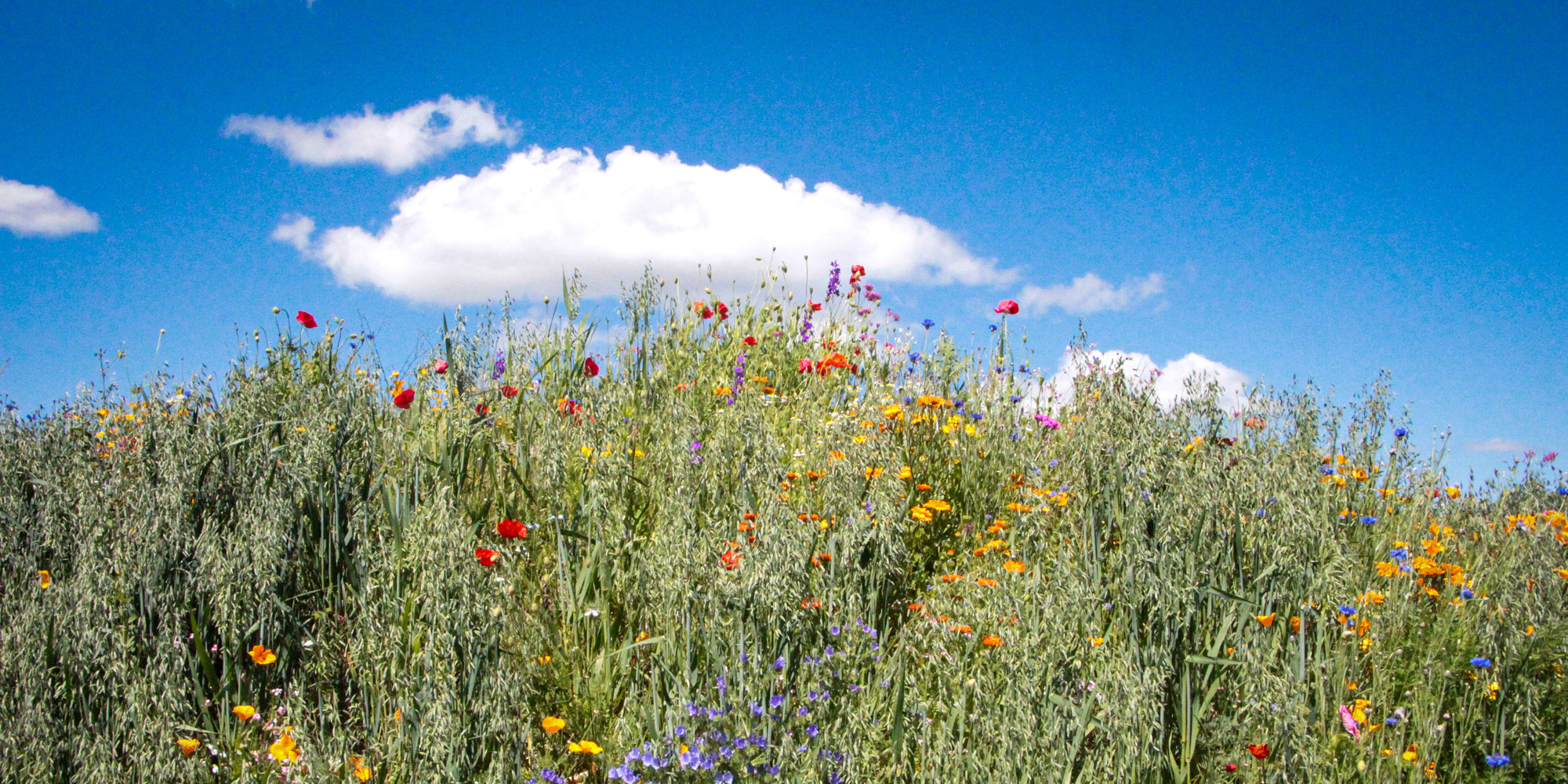 Blumenwiese