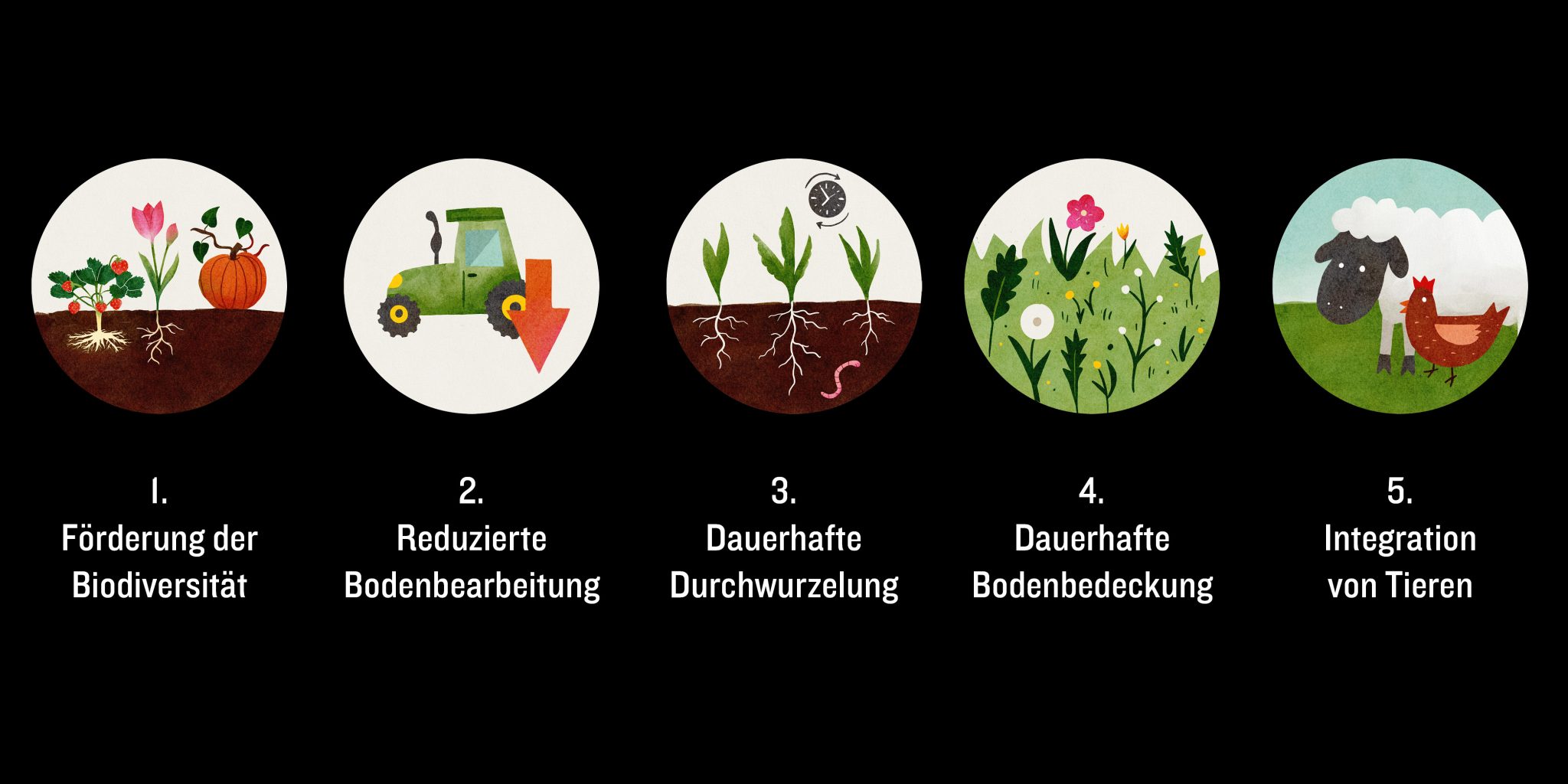 Die 5 Prinzipien der regenerativen Landwirtschaft