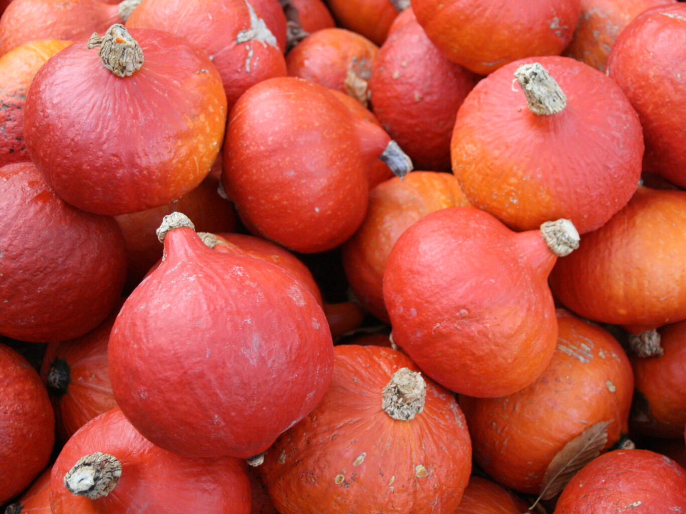 Kürbisausstellung Ludwigsburg im Blüba Jucker Farm